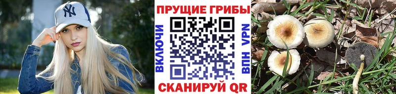 Галлюциногенные грибы Cubensis  Сунжа 